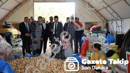 Dinar’da ceviz zamanı: Üretici bu yıl rekolteden memnun