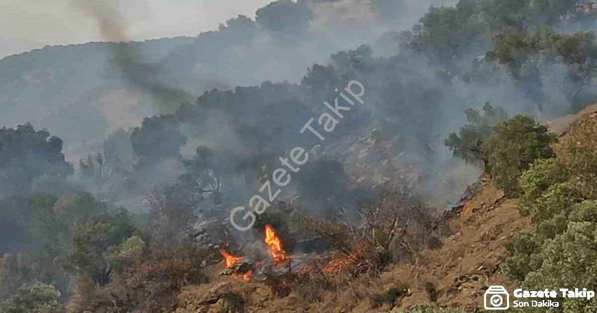 "Aydın Bozdoğan'da Rüzgarın Etkisiyle Büyüyen Orman Yangınına Müdahale Sürüyor" başlıklı haber için