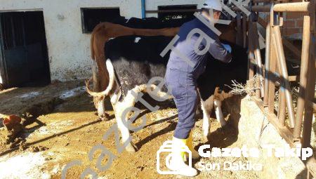 Aydın’da Şap Hastalığı Alarmı: Ekipler Aşı İçin Seferber Oldu
