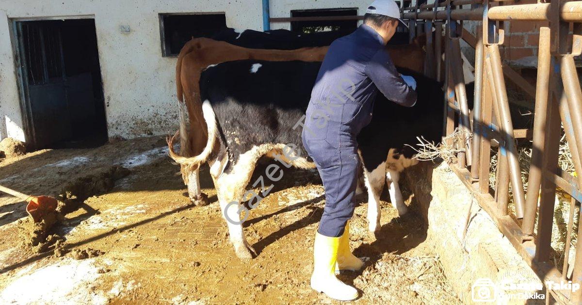 "Aydın'da Şap Hastalığı Alarmı: Ekipler Aşı İçin Seferber Oldu" başlıklı haber için fotorealistik, p