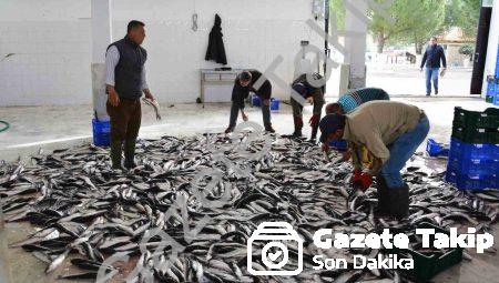 Muğla’dan 10 Ayda 618 Milyon Dolarlık Balık İhracatı Başarısı