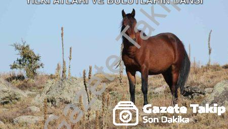 Afyonkarahisar’da Büyüleyen Manzara: Yılkı Atları ve Bulutların Dansı