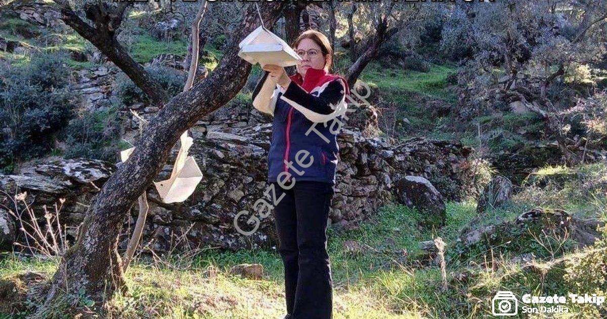 "Söke'de Çiftçiye Kritik Uyarı: Akdeniz Meyve Sineği Alarm Veriyor" başlıklı haber için fotorealisti