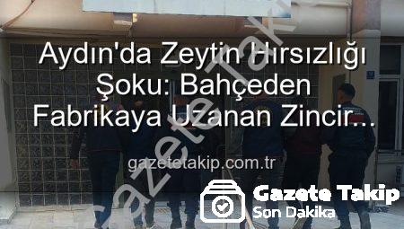 Aydın’da Zeytin Hırsızlığı Şoku: Bahçeden Fabrikaya Uzanan Zincir Çökertildi!