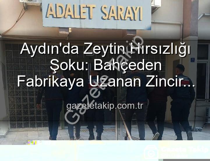 zeytin hırsızlığı - Aydın'da Zeytin Hırsızlığı Şoku: Bahçeden Fabrikaya Uzanan Zincir Çökertildi!