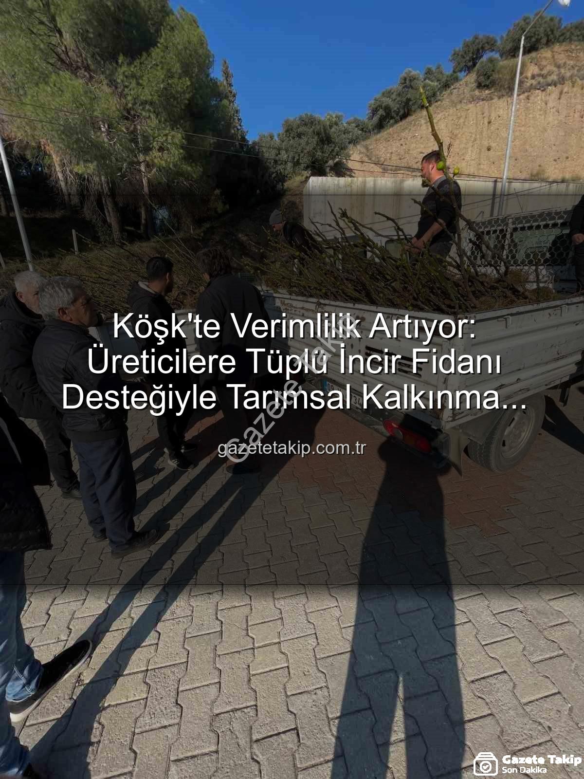 tüplü incir fidanı - Köşk'te Verimlilik Artıyor: Üreticilere Tüplü İncir Fidanı Desteğiyle Tarımsal Kalkınma Hamlesi