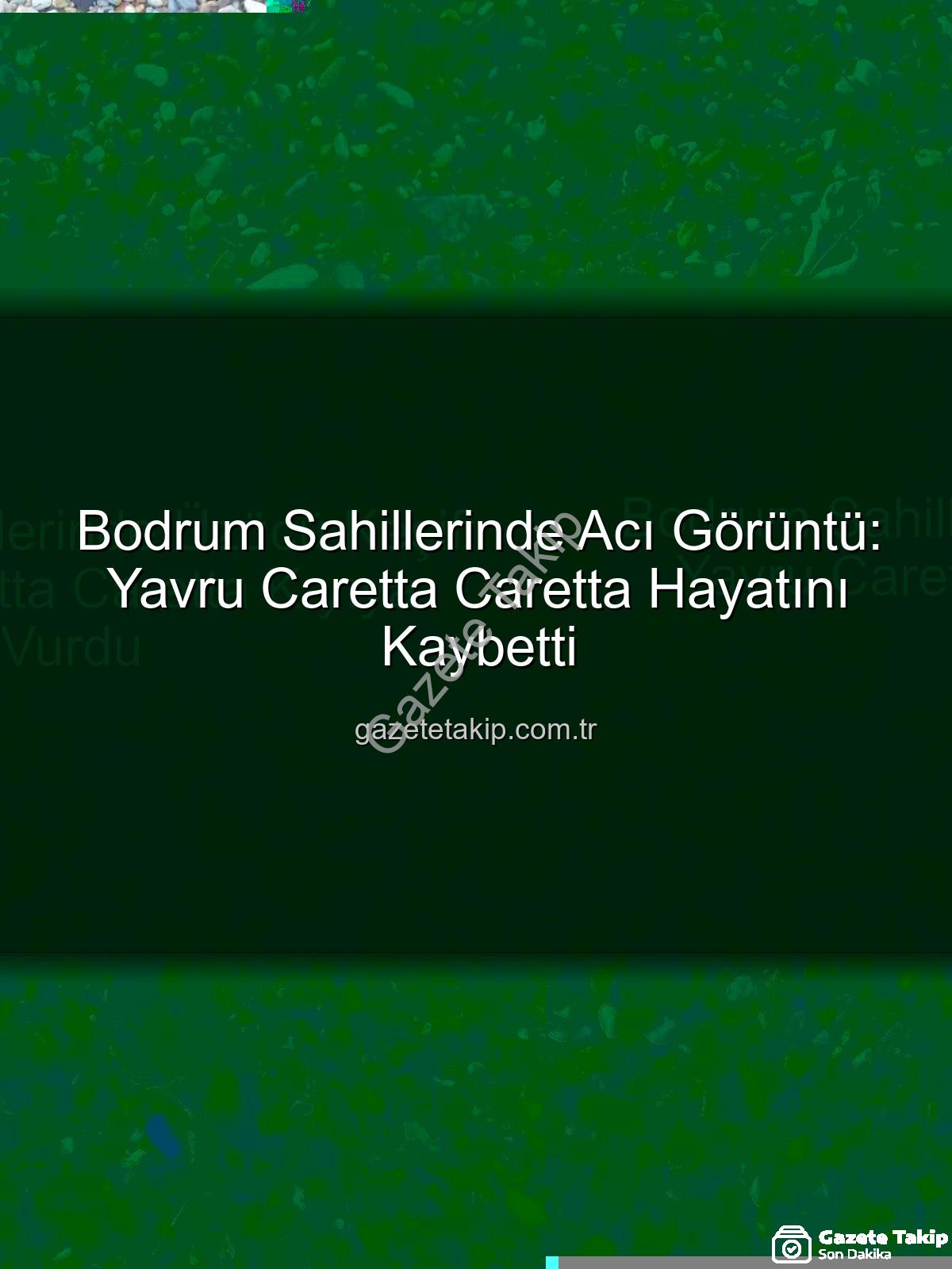 yavru caretta caretta - Bodrum Sahillerinde Acı Görüntü: Yavru Caretta Caretta Hayatını Kaybetti