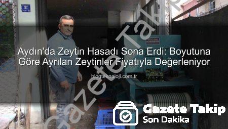 Aydın’da Zeytin Hasadı: Boyut Kaliteyi Belirliyor, Fiyatlar Şekilleniyor