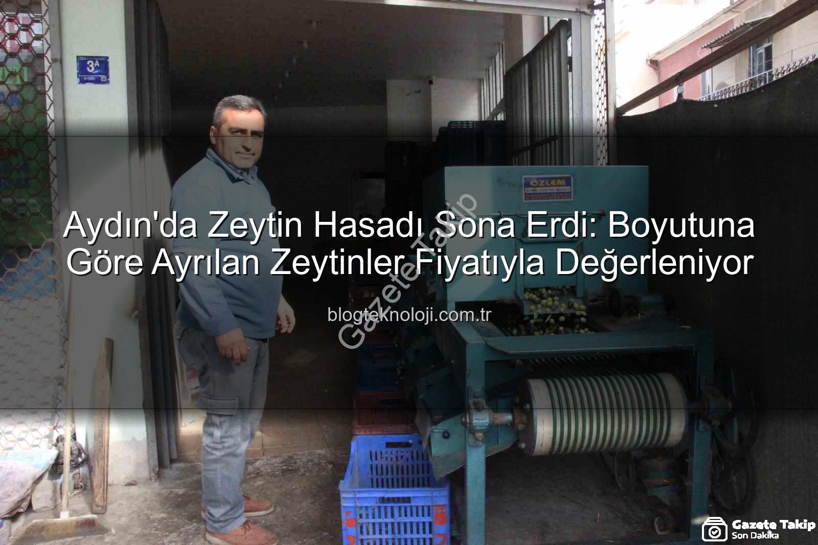 Aydın zeytin hasadı - Aydın'da Zeytin Hasadı: Boyut Kaliteyi Belirliyor, Fiyatlar Şekilleniyor