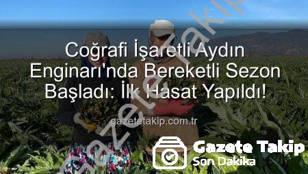 Coğrafi İşaretli Aydın Enginarı’nda Bereketli Sezon Başladı: İlk Hasat Yapıldı!