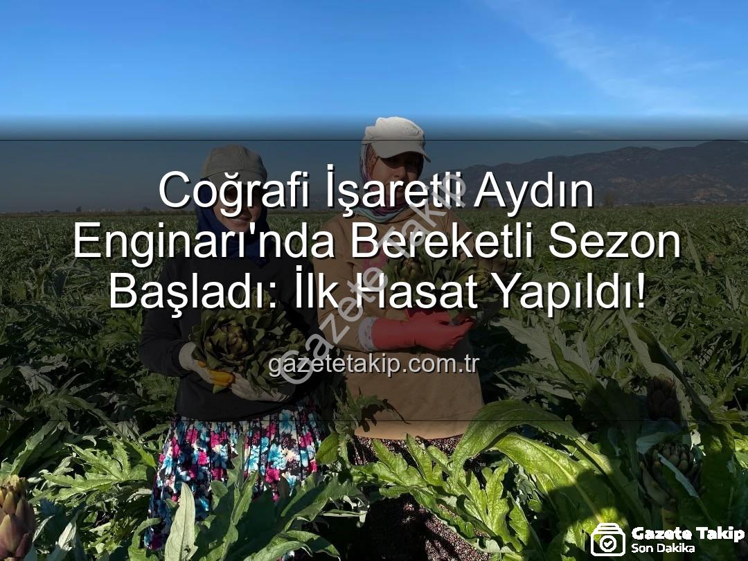 Aydın Enginarı - Coğrafi İşaretli Aydın Enginarı'nda Bereketli Sezon Başladı: İlk Hasat Yapıldı!