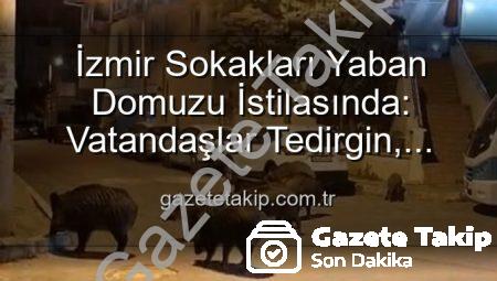 İzmir Sokakları Yaban Domuzu İstilasında: Vatandaşlar Tedirgin, Yetkililere Çağrı Var